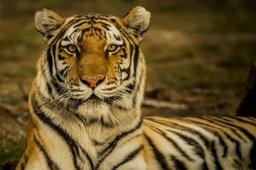 TIJGER