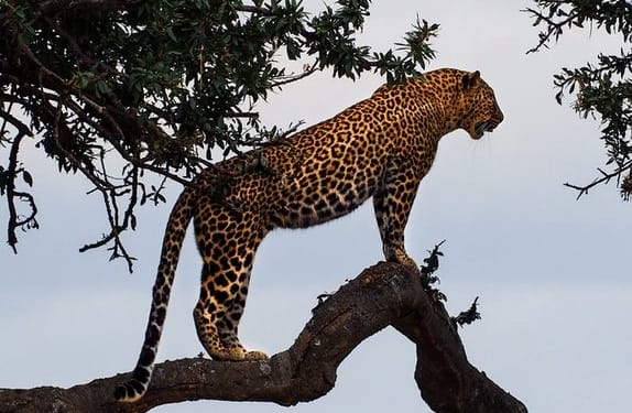 jaguar
