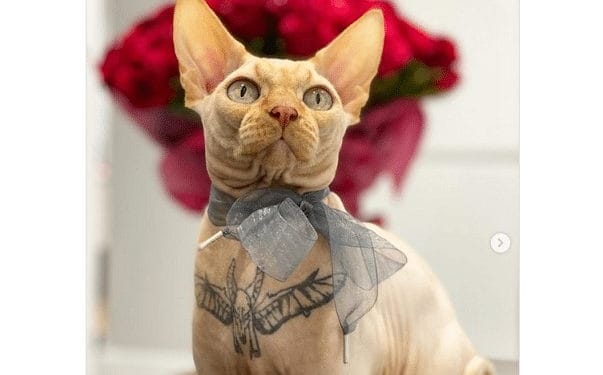 kat tatoe