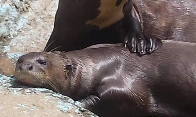 otter