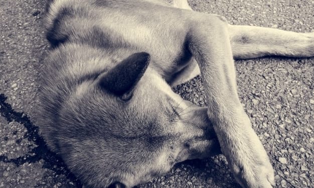 urban city homeless street dog 53876 14427