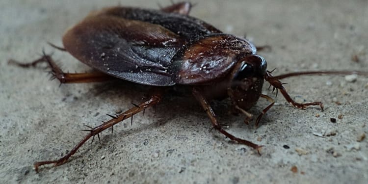 cockroach 70295 1280