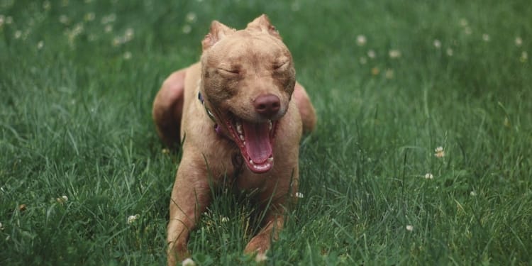 dog 3513005 1280