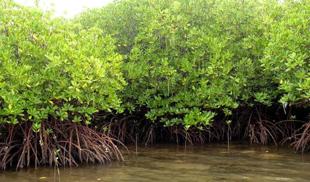 mangrove 1.0 kust