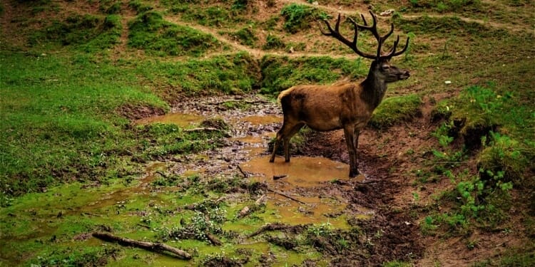 natuur biodiversiteit