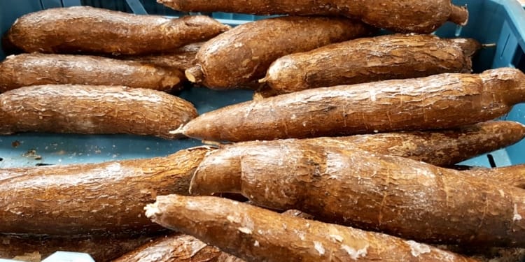 knapperige cassave frietjes hele cassave
