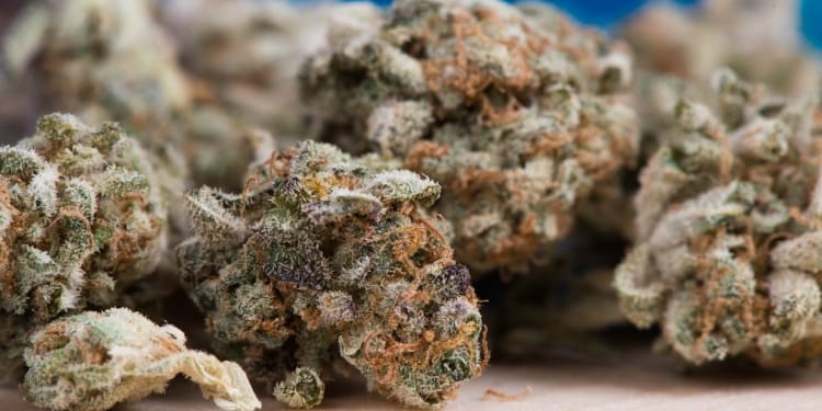 cannabis 2150543 1280