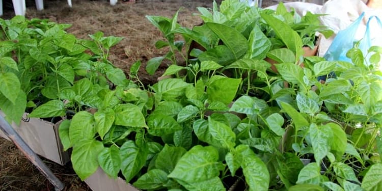 plant landbouw schooltuin