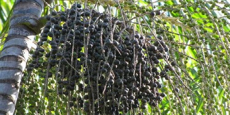 podosiriboom