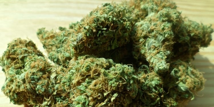 cannabis 448661 960 720hennep marihuana jamu yami