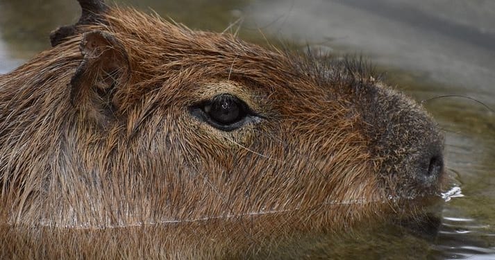 capibara