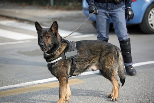 speurhond politiehond
