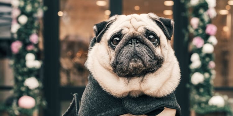hond