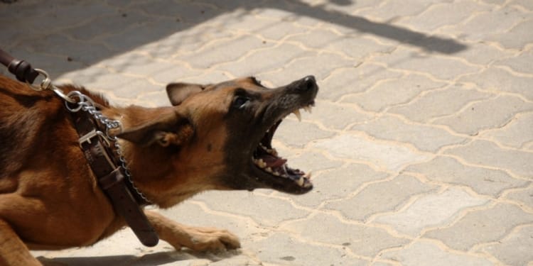 hond agressief bijten