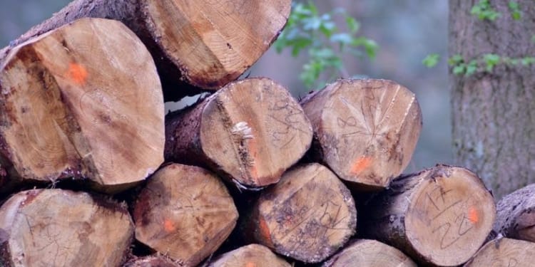 boomstammen houtkap