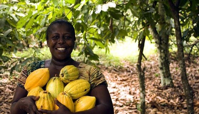 fruit 3247447  480agrirische sector agribusiness fruit eten voeding landbouw