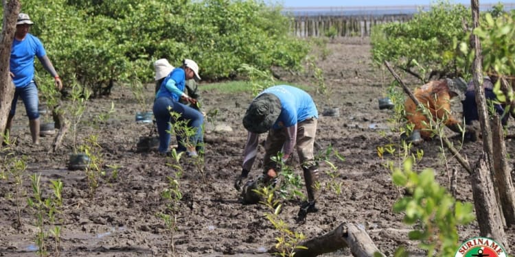 mangrove kustwacht