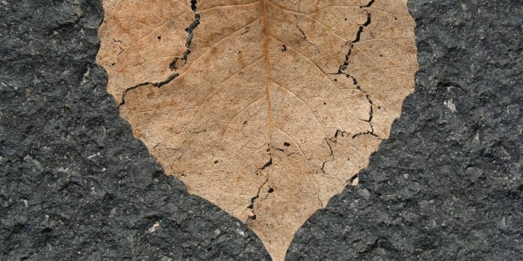 Liefdesverdriet