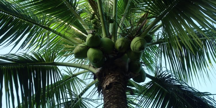 Suriname palmboom