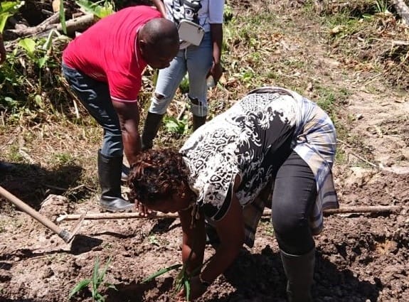 Directoraat DAOB levert gemberplantjes aan landbouwer