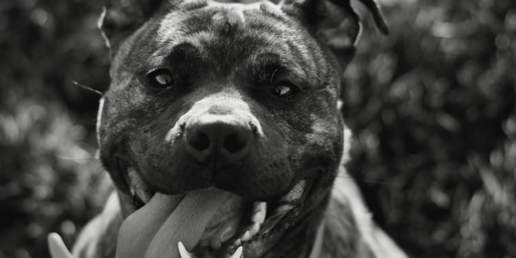 pitbull