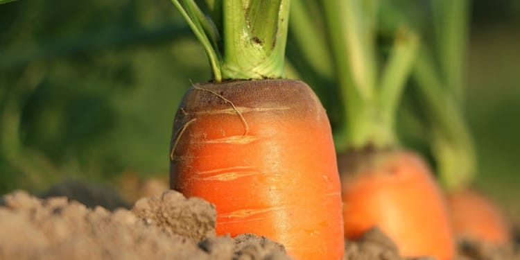 Landbouw wortelen