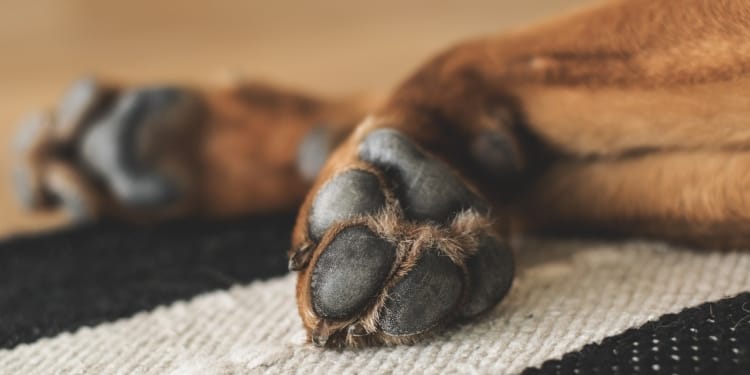 Hond poten viervoeter