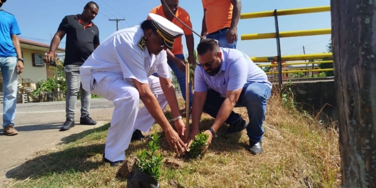 dc wanica fayalobiplantjes