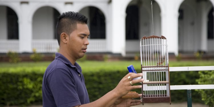 suriname paramaribo man vogel onafhankelijkheidsplein plein