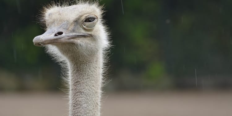 Struisvogel