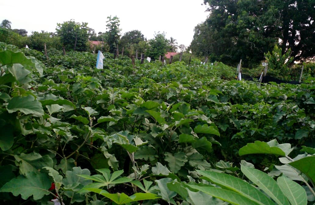 Stichting Gabriel Development Foundation 3